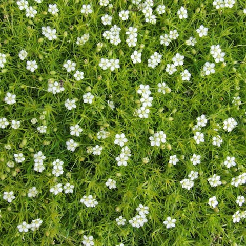 Wintergroene planten voor in de tuin | Megatuinshop  megatuinshop