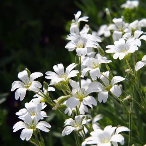 Grijze en witte planten bij Megatuinshop  megatuinshop