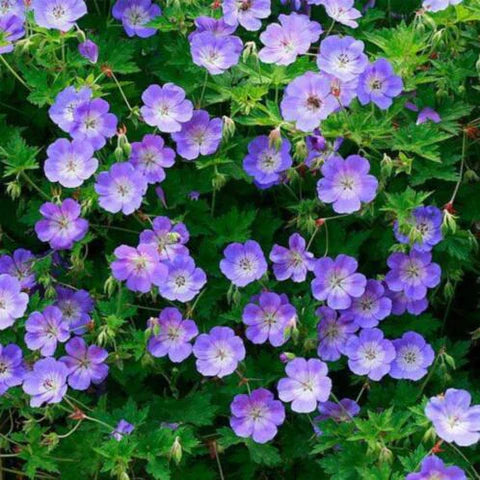 Blauw bloeiende planten bestellen bij Megatuinshop  megatuinshop