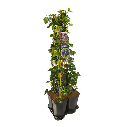 Hedera-Clematis mix haag 1 meter (Romantika) -