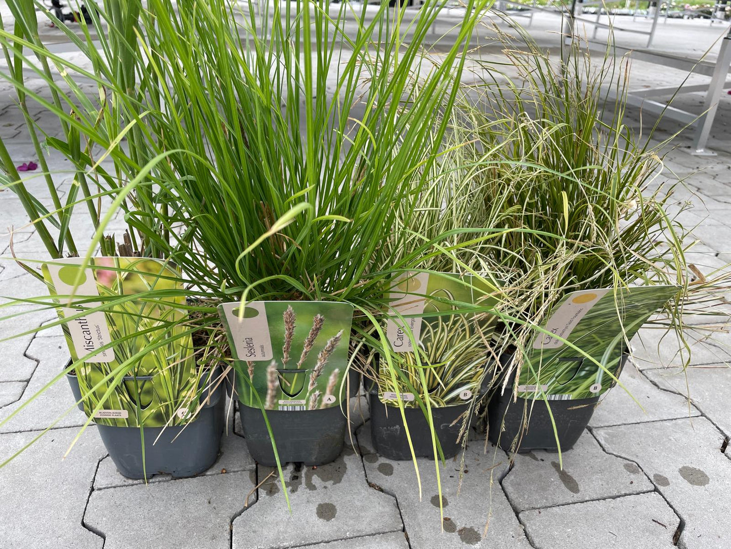 Siergrassen XXL Pakket – 24 Stuks (C2 pot, 2 liter) -