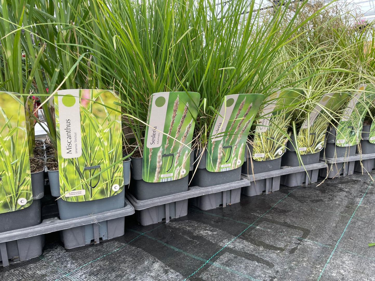 Siergrassen XXL Pakket – 24 Stuks (C2 pot, 2 liter)