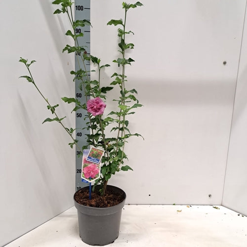 Altheastruik (Hibiscus syriacus Magenta Chiffon ) - Hibiscus