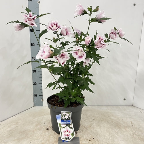Altheastruik (Hibiscus syriacus Starburst Chiffon) - Hibiscus