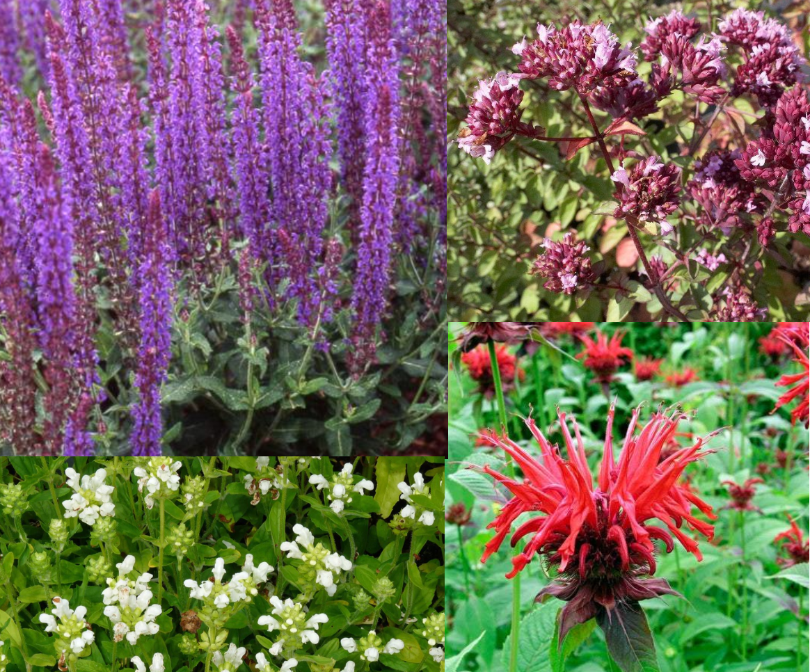 Borderpakket fantasie (1,5m2) - Tuinplanten