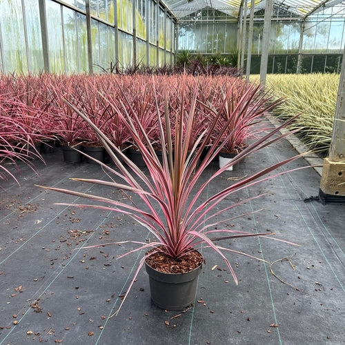 Cordyline (Cordyline australis 'Pink Southern Splendour') - Exotische planten
