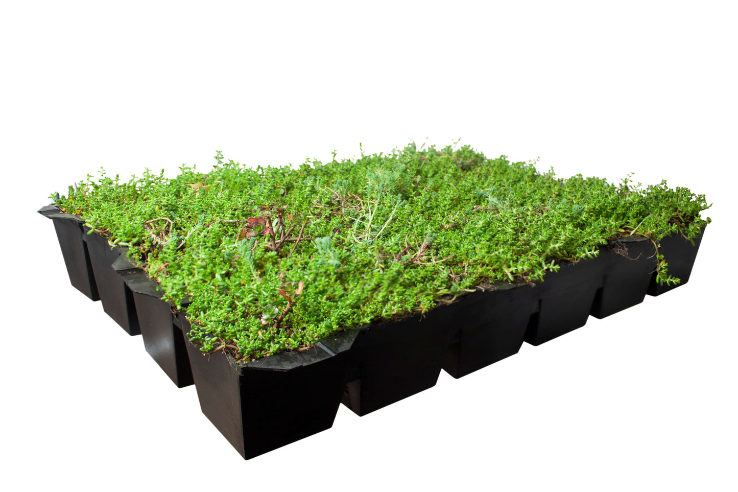 Bodembedekker Sedum dak cassette - Plantenmat (57x38cm) -