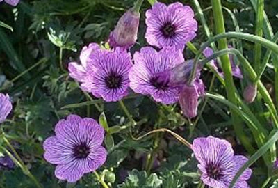 Ooievaarsbek (Geranium cinereum 'Ballerina') - Tuinplanten
