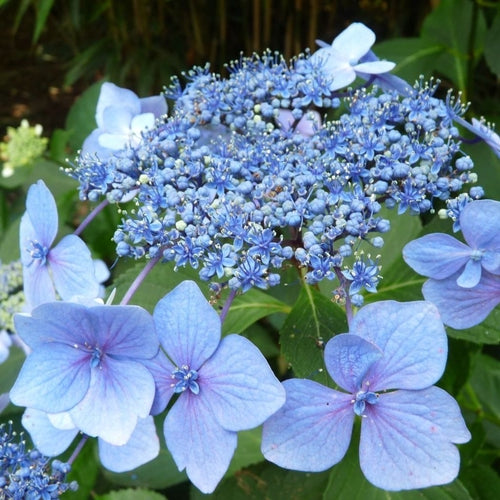 ブルーフラワーヘリテイジ Hortensia (Hydrangea macrophylla 'Mariesii Perfecta' ('Blue Wave