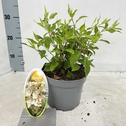 Hortensia (Hydrangea paniculata 'Kyushu') - Hortensia