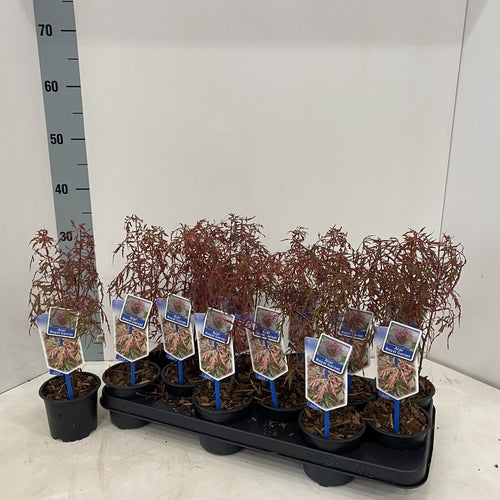 Japanse Esdoorn (Acer palmatum Royal Garnet) - Japanse Esdoorn