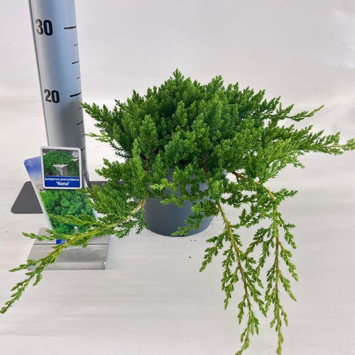Jeneverbes (Juniperus procumbens ‘Nana’) - Coniferen