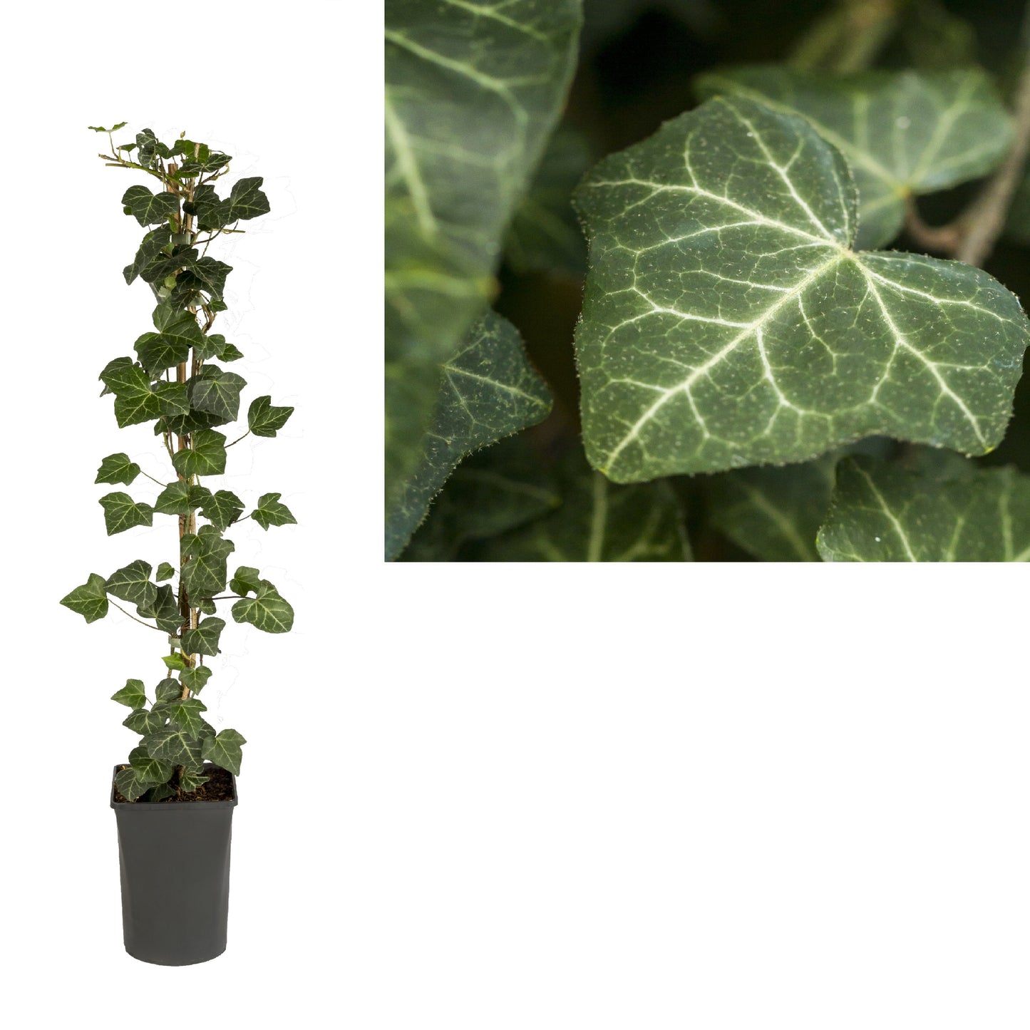 Hedera h. 'Woerner' -