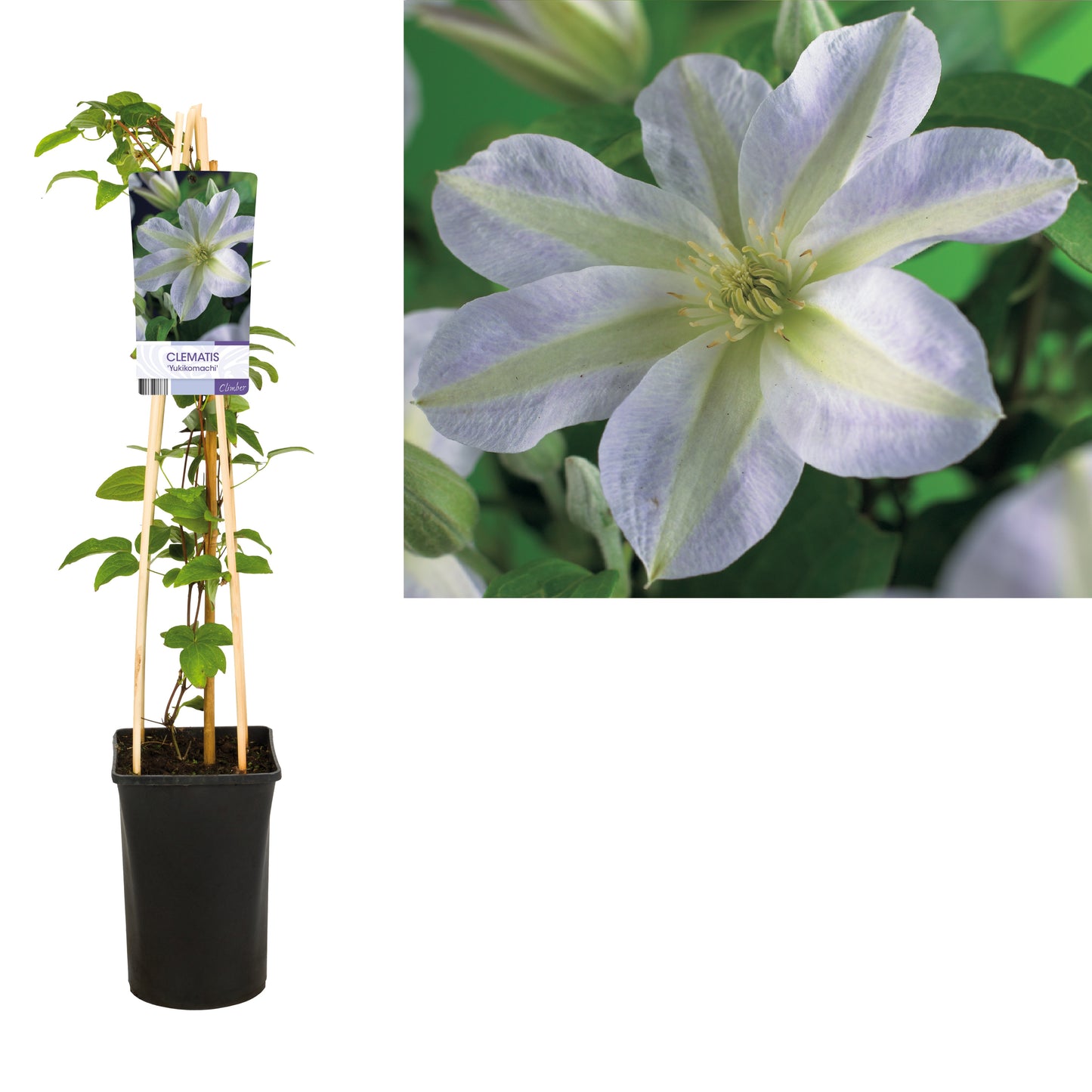 Klimplant Clematis 'Yukikomachi' (Bosrank) -