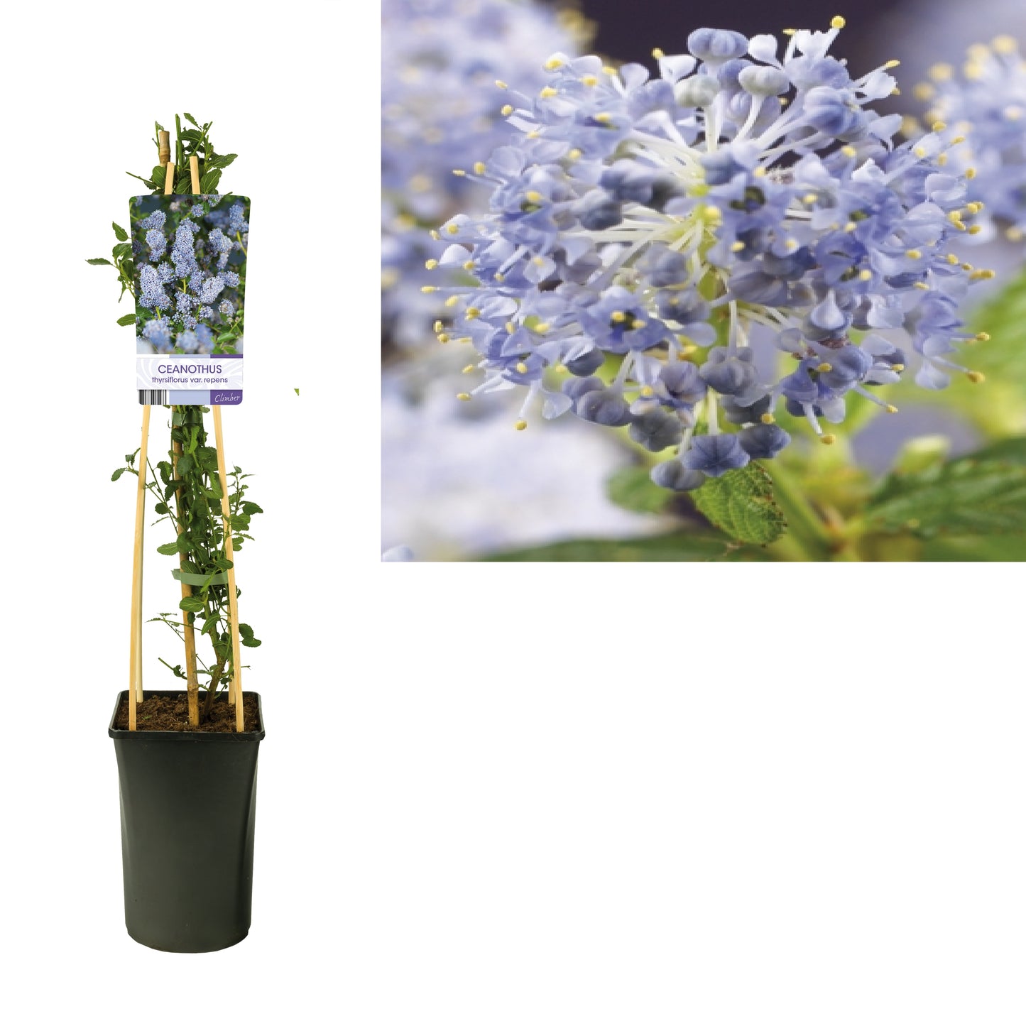 Ceanothus thyrsiflorus var. repens (Amerikaanse sering) -