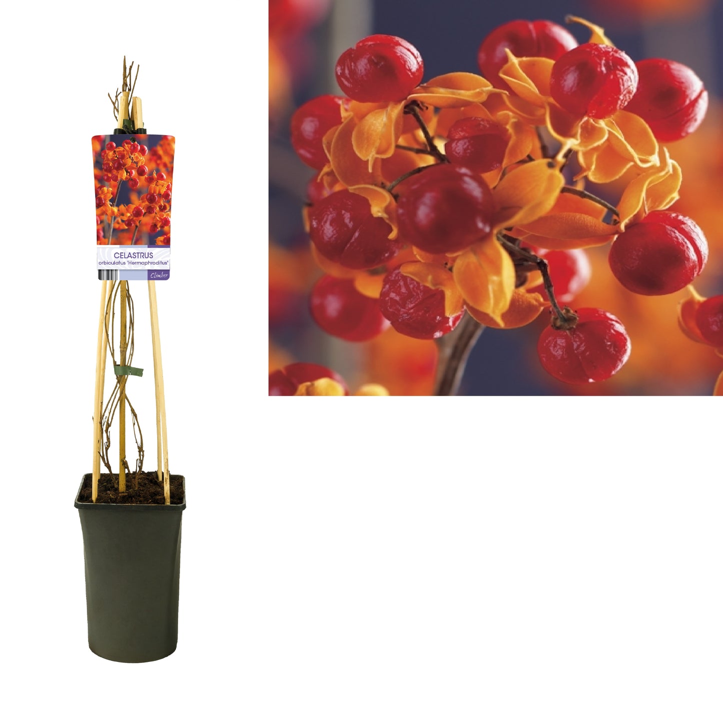 Celastrus orbiculatus 'Hermaphroditus' (Boomwurger) -