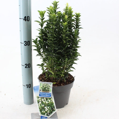 Kardinaalsmuts (Euonymus japonicus Paloma Blanca) - Heesters