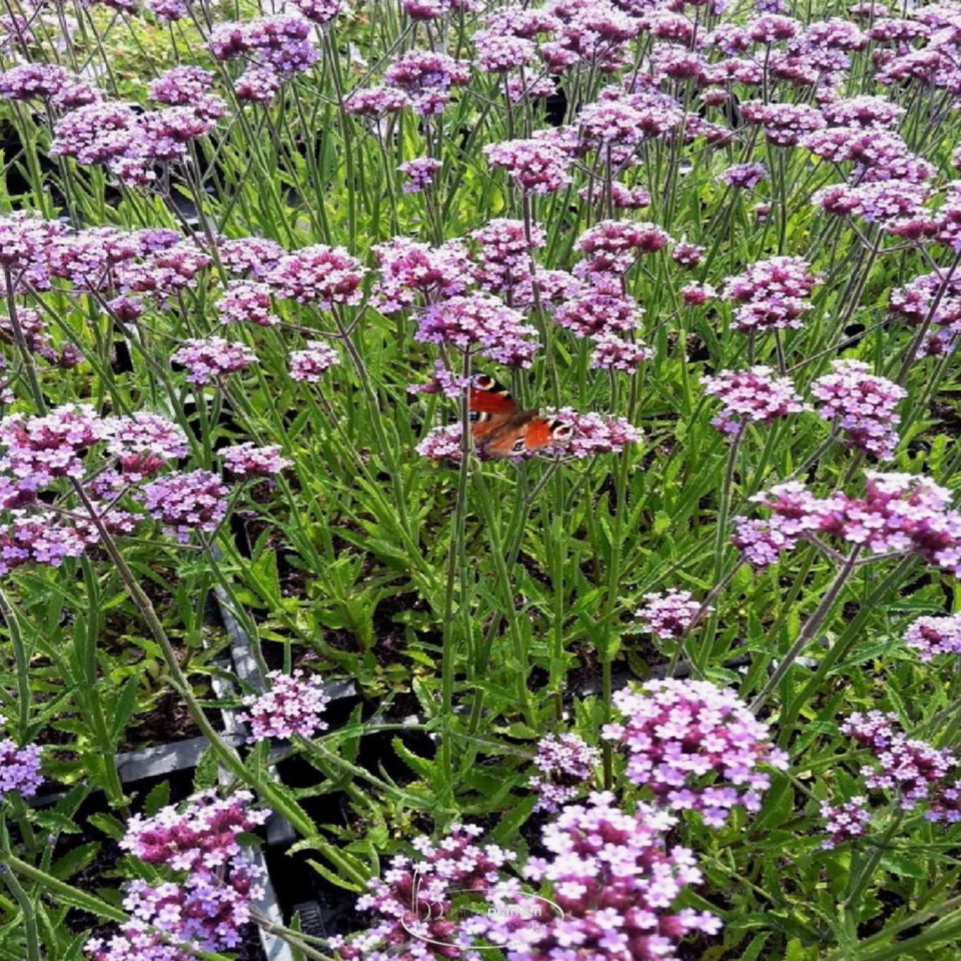 Borderpakket zeer lange bloeiers (3,5m2) - Tuinplanten