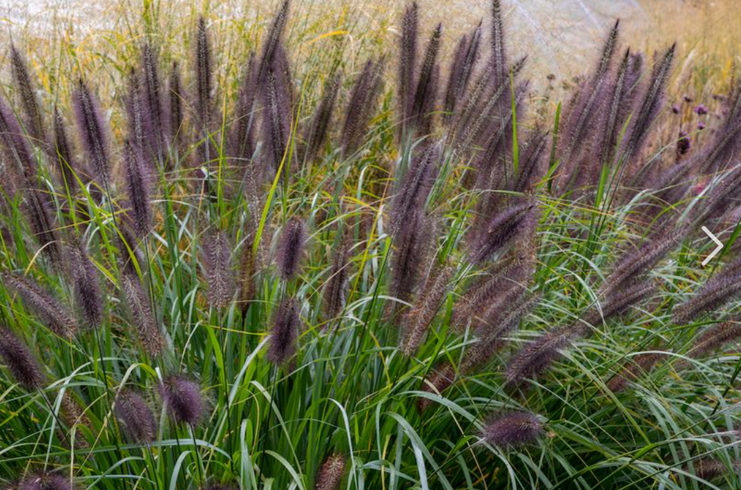 Lampepoetsersgras (Pen. alopecuroides 'Virid. Back Beauty') - Tuinplanten