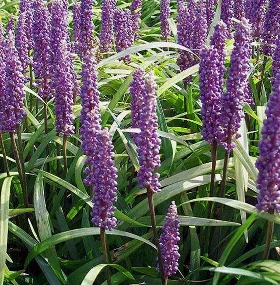 Borderpakket siergrassen laag (1m2) - Tuinplanten