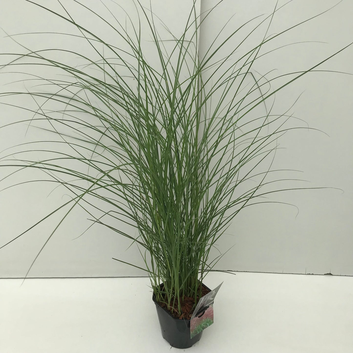Prachtgriet (Miscanthus sinensis 'Red Chief') - Tuinplanten