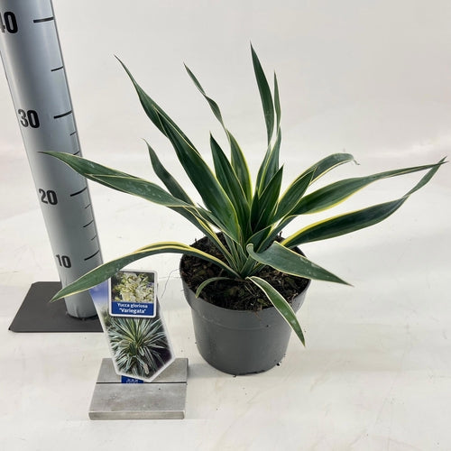 Palmlelie (Yucca gloriosa 'Variegata') - Exotische planten