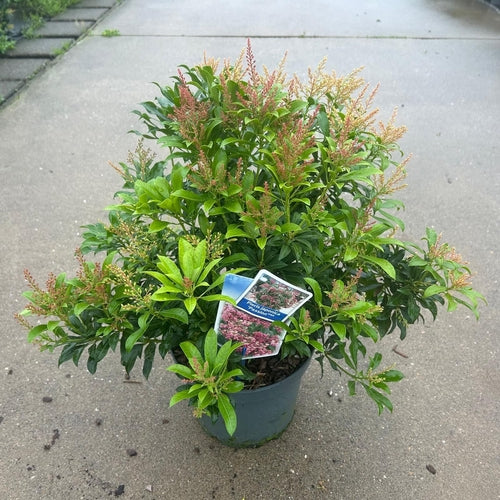 Rotsheide (Pieris jap. 'Passion' PBR) - Heesters