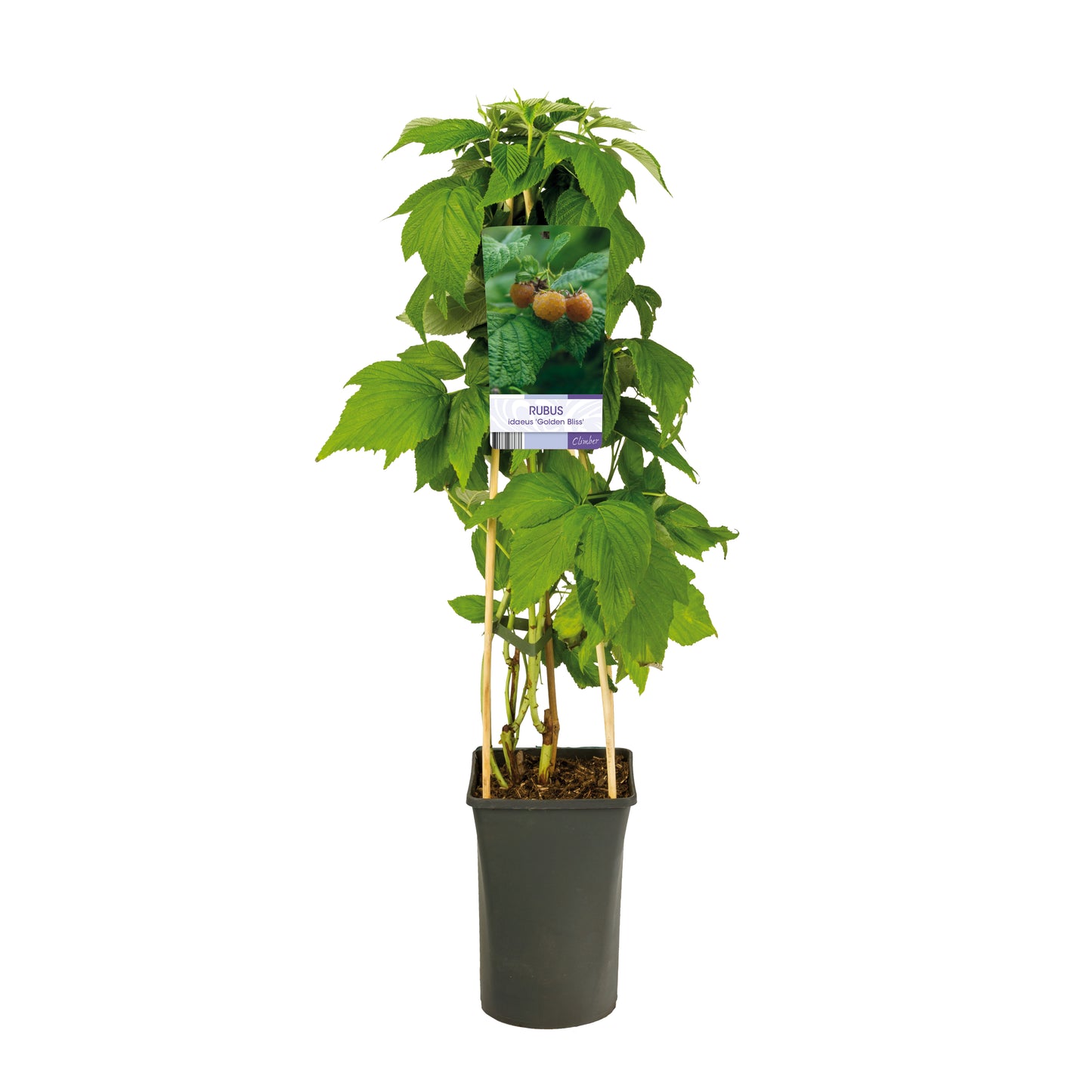 Klimplant Rubus idaeus 'Golden Bliss' (Gele framboos) -