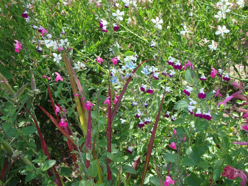 Salie (Salvia microphylla 'Ametyst Lips') - Tuinplanten