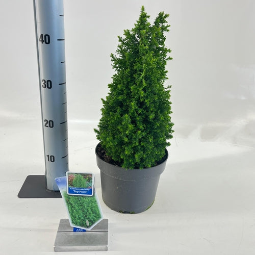 Schijncipres (Chamaecyparis th. 'Top Point') - Coniferen