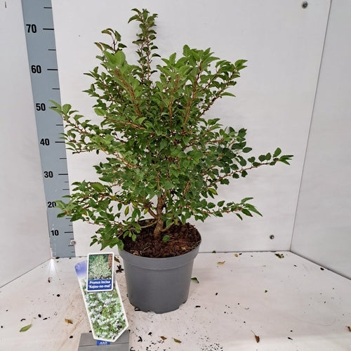 Sierkers (Prunus incisa 'Kojou-no-mai') - Heesters