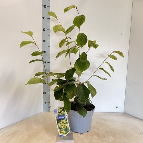 Toverhazelaar (Hamamelis intermedia 'Westerstede') - Heesters