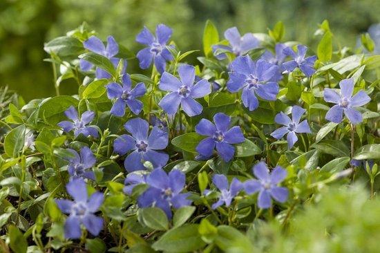 Borderpakket groenblijvende bodembedekkers (1,5m2) - Tuinplanten