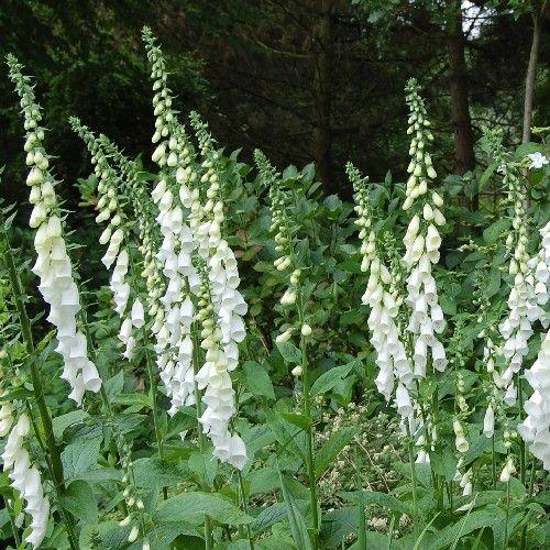Borderpakket paars, rood & wit (1m2) - Tuinplanten