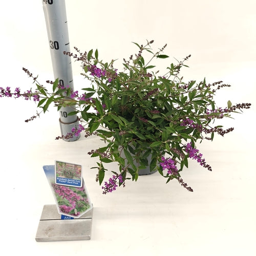 Vlinderstruik (Buddleja davidii Free Petite© Dark Pink) - Vlinderstruik