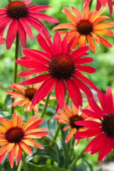 Zonnehoed (Echinacea 'Hot Summer') - Tuinplanten