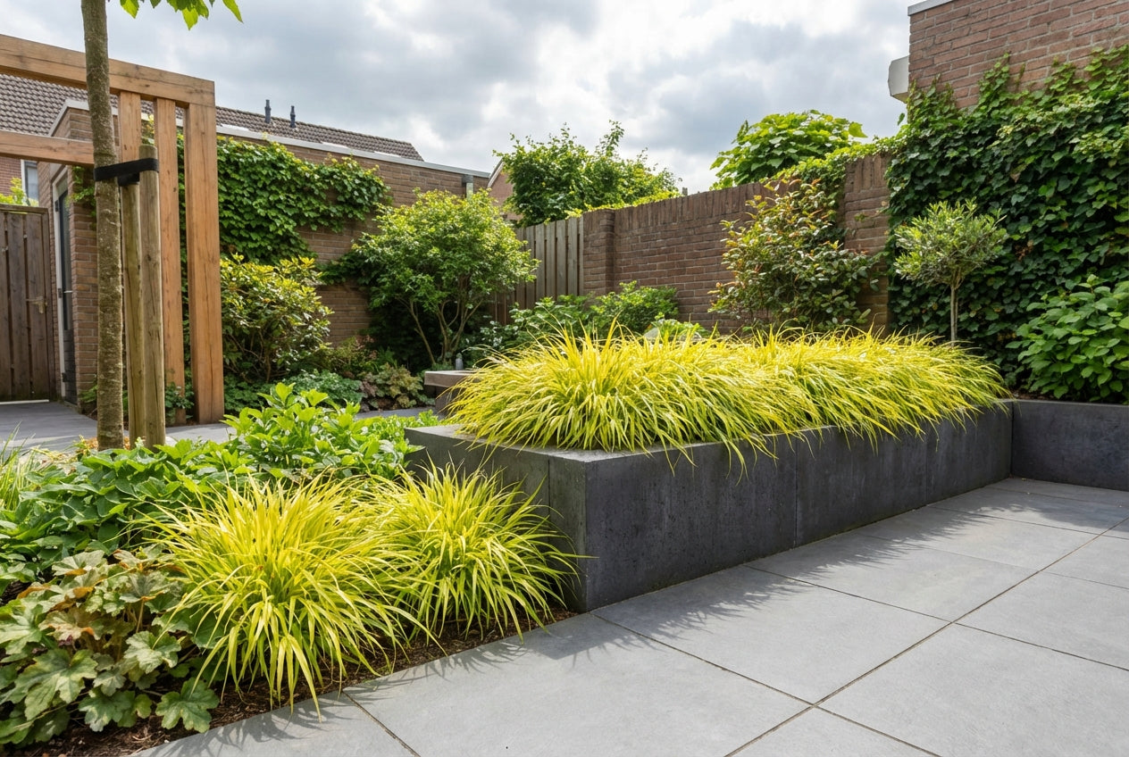 Japans berggras (Hakonechloa macra 'Allgold') - Japans berggras