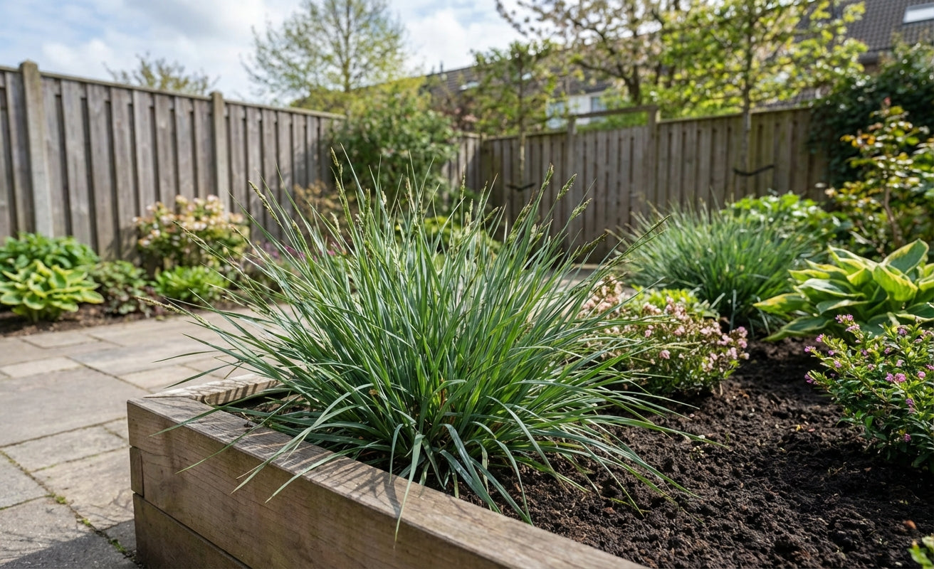 Zegge (Carex 'Bunny Blue') - Zegge