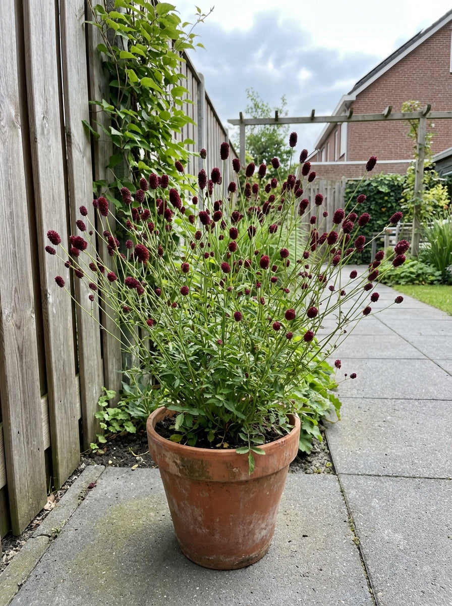Pimpernel (Sangusorba sang. 'Tanna') - Tuinplanten