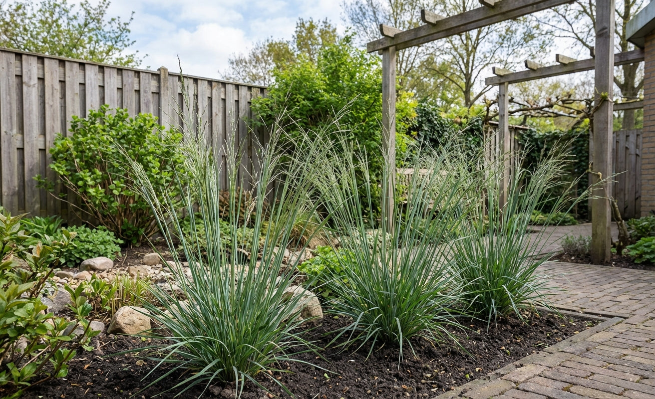 Vingergras (Panicum 'Prairy Sky') - Vingergras