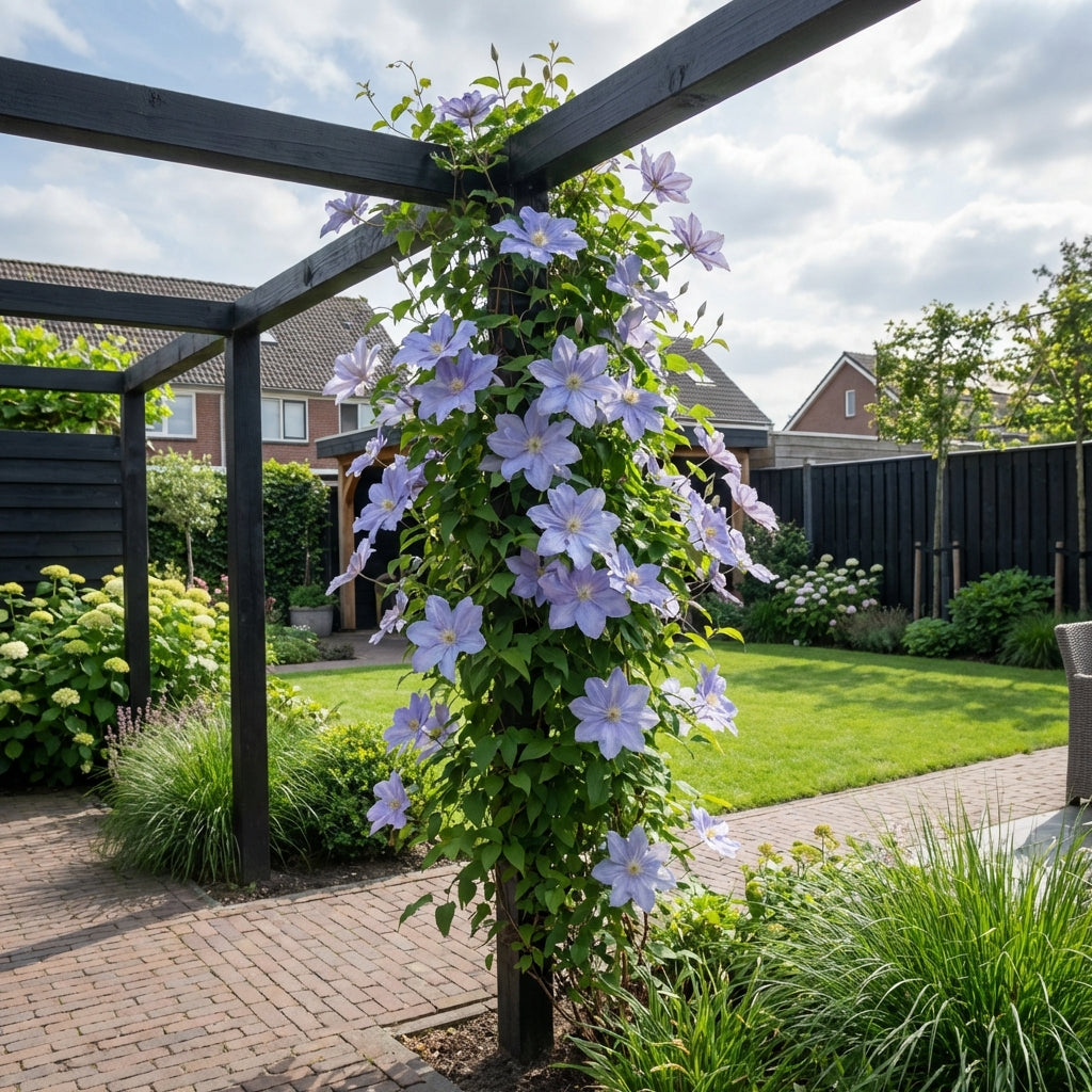 Klimplant Clematis Blue Angel (Bosrank) - Klimplanten