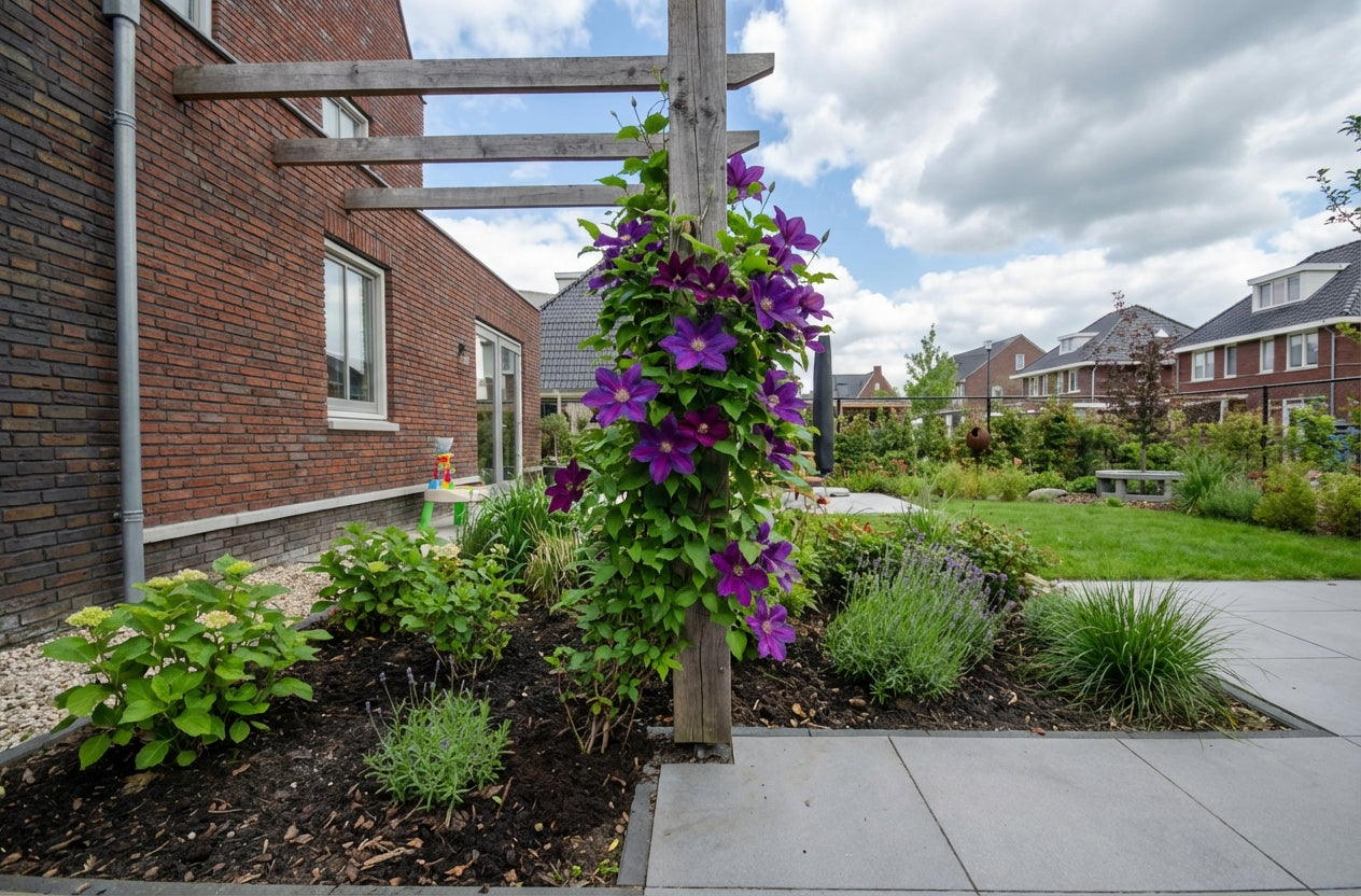 Klimplant Clematis Star of India (Bosrank) - Klimplanten