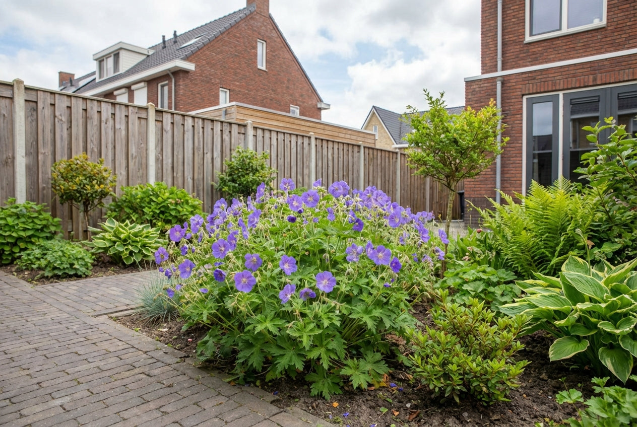 Ooievaarsbek (Geranium 'Orion')