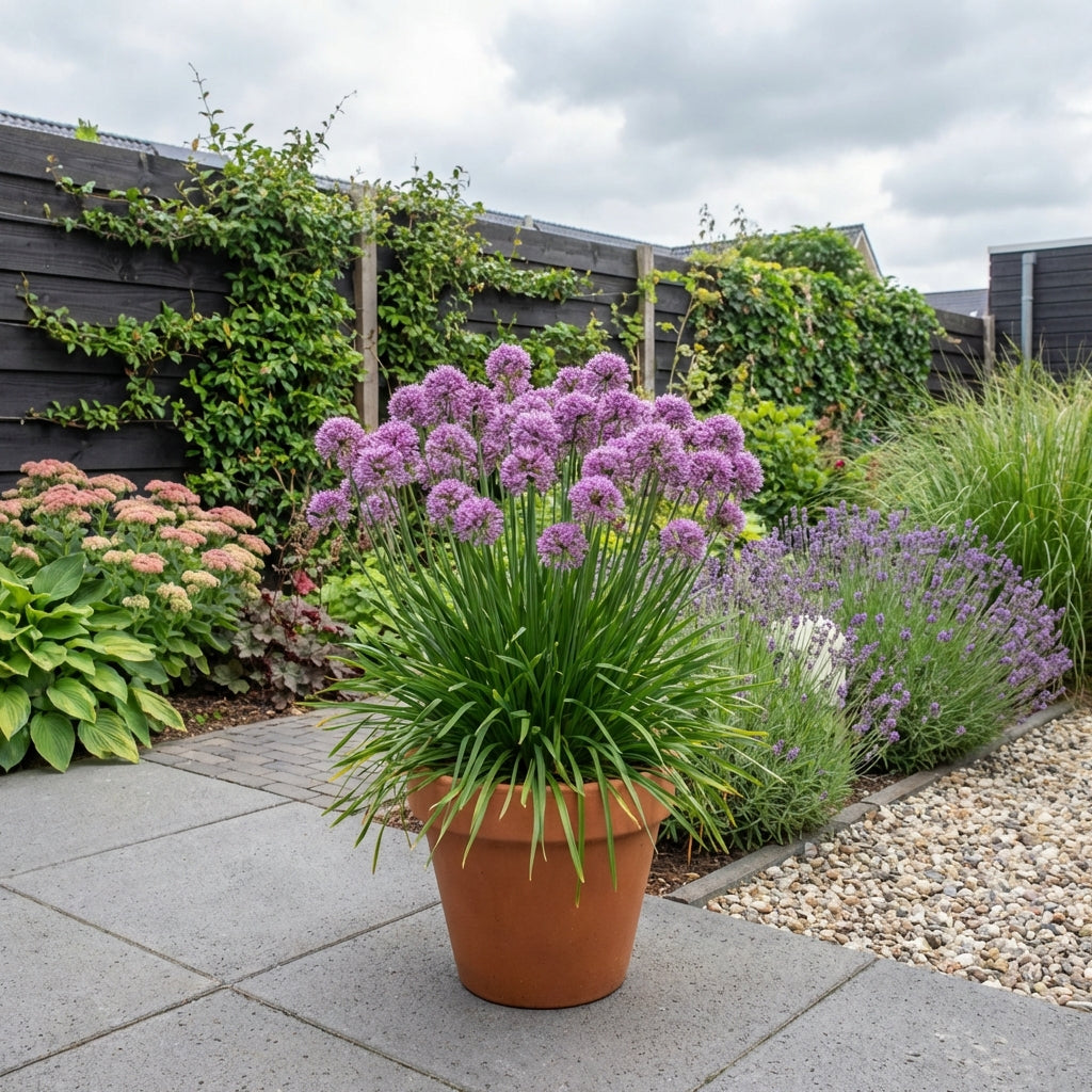 Sierui (Allium 'Millenium') - Tuinplanten