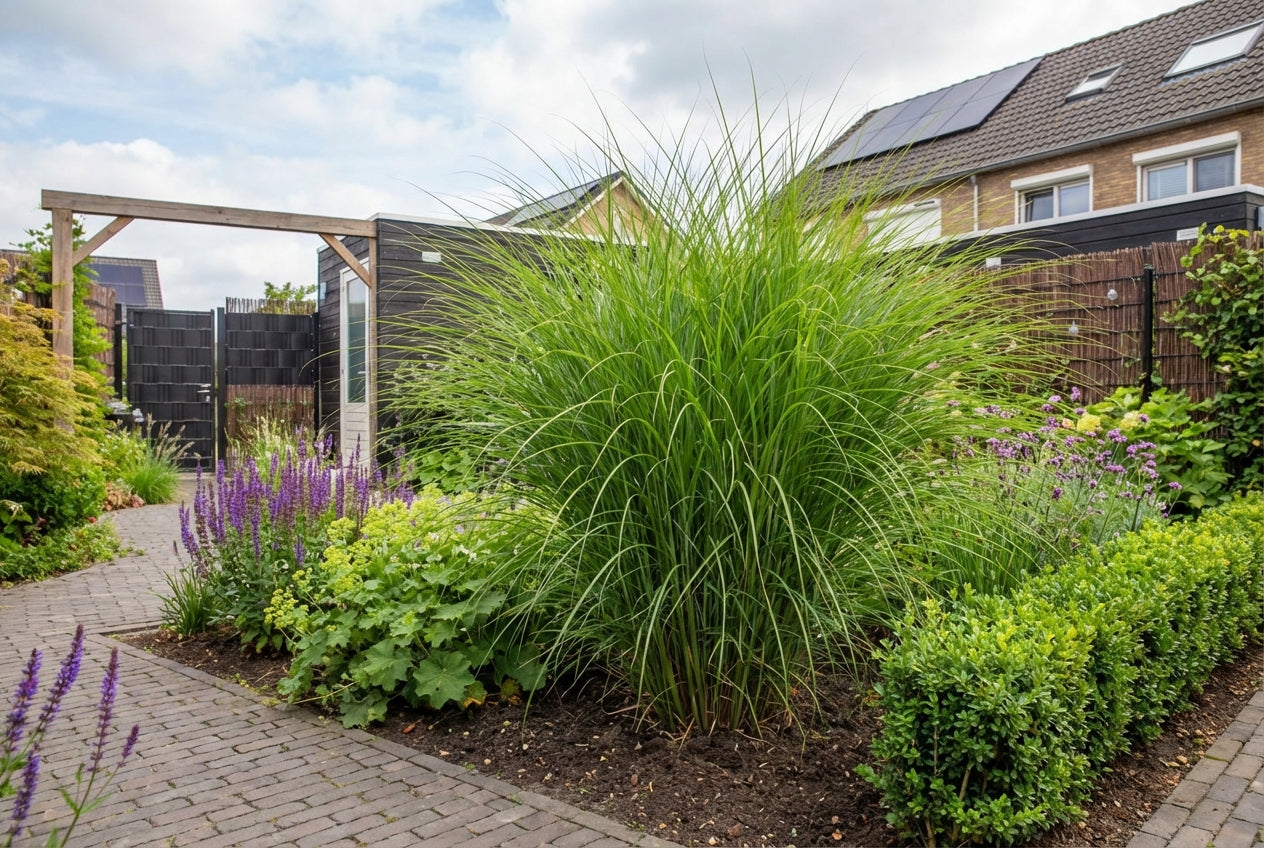 Prachtgriet (Miscanthus sinensis 'Gracillimus') - Tuinplanten