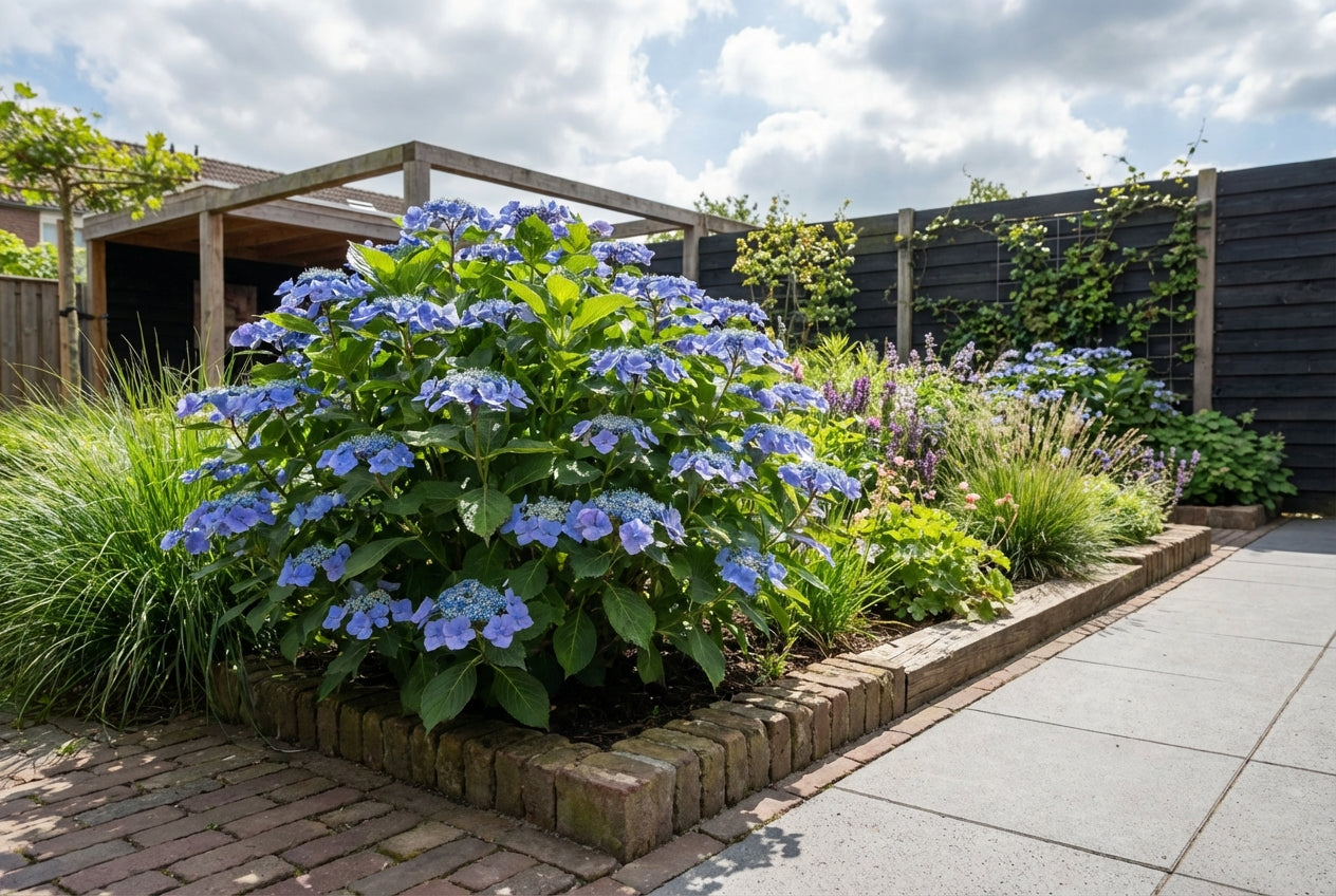 Hortensia (Hydrangea macrophylla 'Blaumeise' (Teller Blue)) - Hortensia