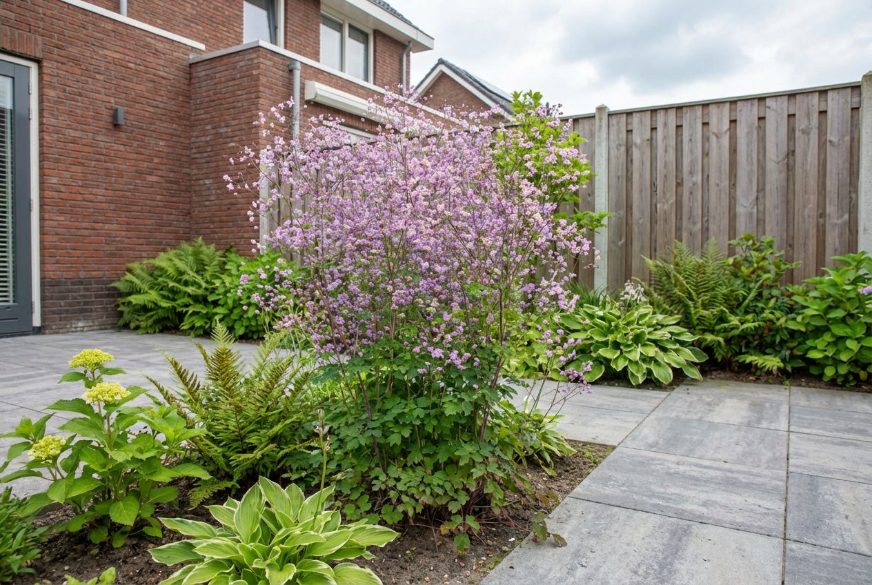 Ruit (Thalictrum delavayi) - Tuinplanten