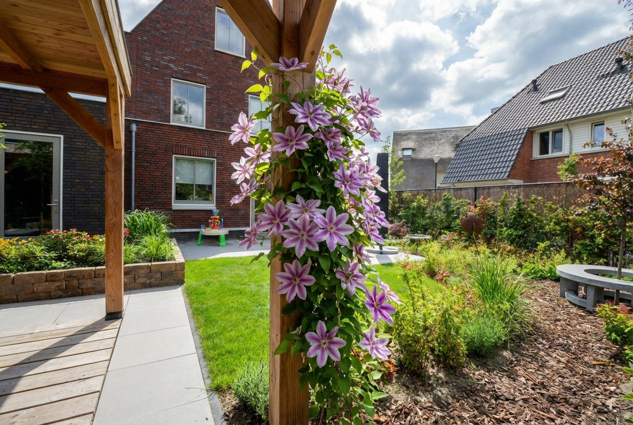 Klimplant Clematis Nelly Moser (Bosrank) - Klimplanten