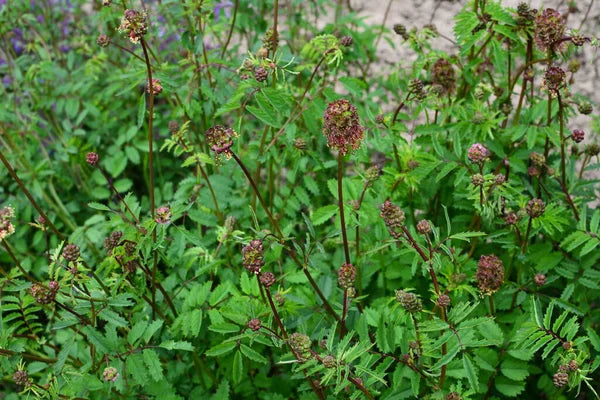 Semi Di Pimpinella Minore Biologica - Sanguisorba Minor, Circa 40 Semi, Per Cucina - Foto 3