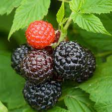Klimplant Rubus occidentalis 'Black Jewel' (Zwarte framboos) -